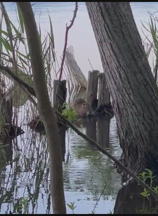 琵琶湖ラストはの記事動画