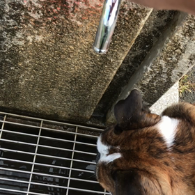 スローで撮ってみましたの画像