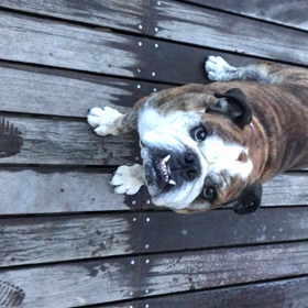 しつこい凶暴ちゃんの画像