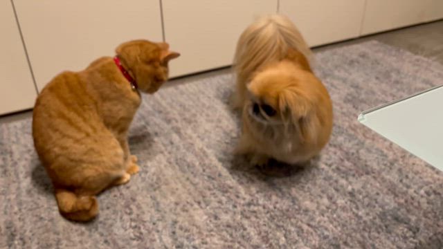 14歳になりました✨の記事動画