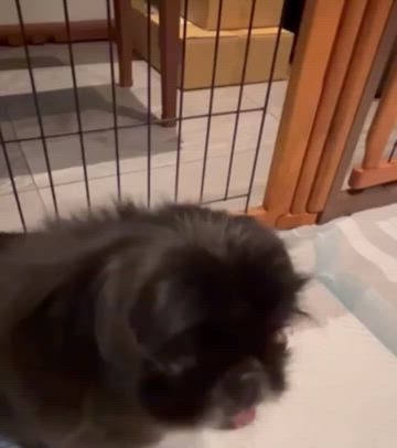 同じ年寄りでもの記事動画