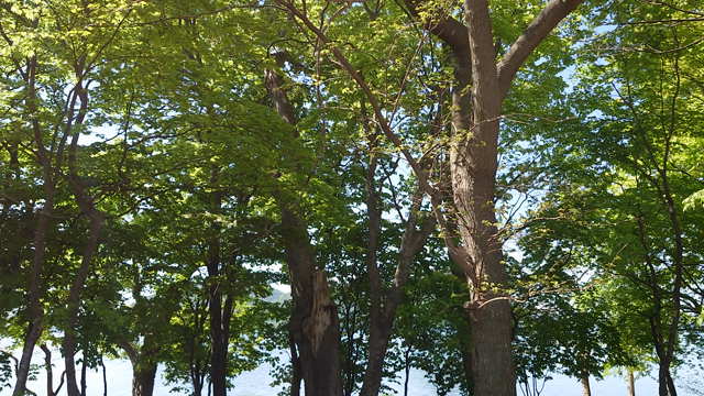 第2回デイキャンプの記事動画