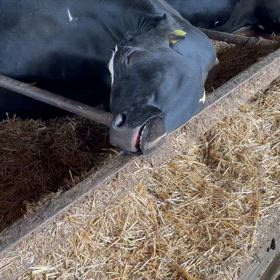 牛乳の日の画像