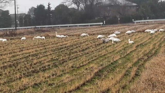 【断捨離】ご近所の美しい自然をお裾分けの記事動画