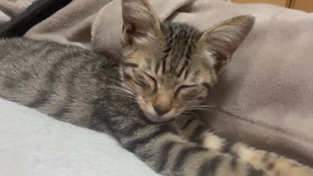 淡路島からいらっしゃい子猫ちゃんの記事動画