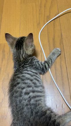 風邪っぴき子猫のヤンチャな毎日の記事動画