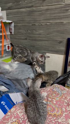 子猫との奮闘記たまらーんの記事動画