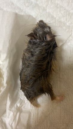 猫血栓症8日目生きてます。記録③の記事動画
