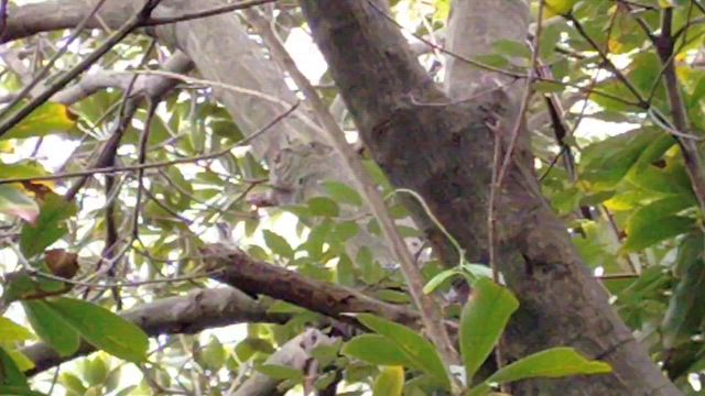 昆虫博士Ｆ氏に会いましたの記事動画