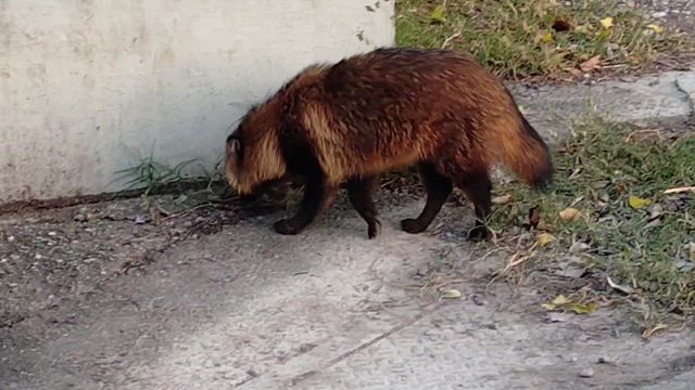 正解発表・昨日のお昼ご飯・ホンドタヌキの記事動画