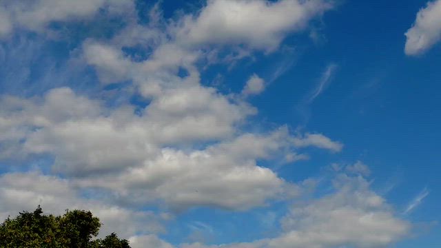 バードウォッチングしてましたの記事動画