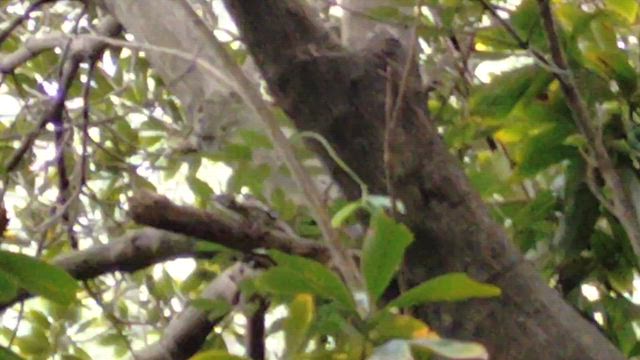 昆虫博士Ｆ氏に会いましたの記事動画