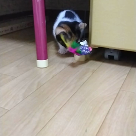 マリンちゃん、マリモちゃんの画像