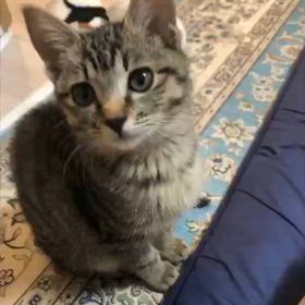 歌う　キイちゃんの画像