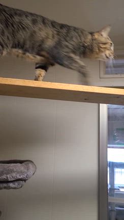 お爪切りの記事動画