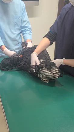 翼君続きの記事動画