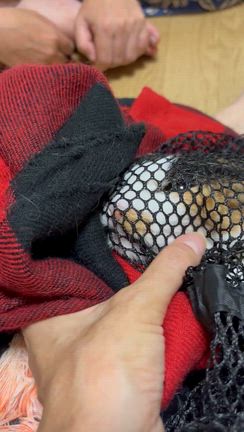みいちゃんの爪切りの記事動画