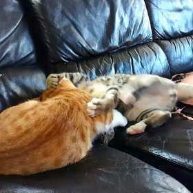 里親募集していた２匹 その後の画像