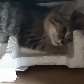 小さな命…(／。＼)の画像