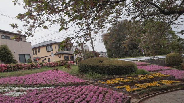 今年も咲いた咲いたの記事動画