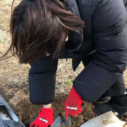 凍てついた当帰畑の記事動画