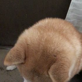 雪で犬は意外と庭かけまわりませんの画像