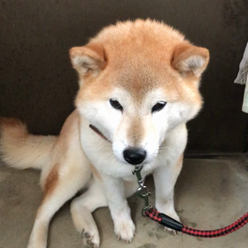 本日も避暑中の福さん(動画有り)の画像