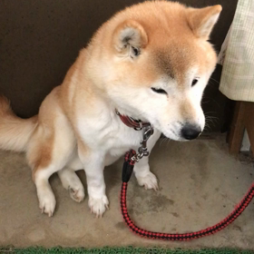 福ちゃん散歩のち私のお部屋の画像
