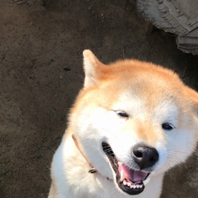福ちゃん散歩と勘違いの画像