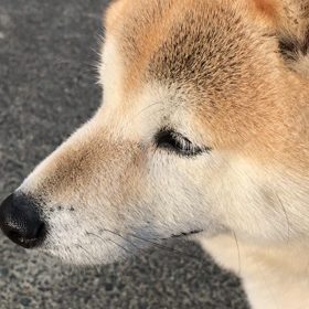 福々の画像