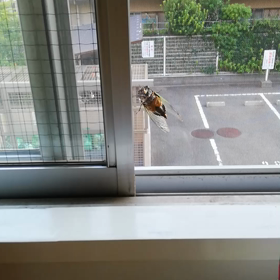 ⭐ セミ ⭐の画像