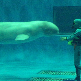aquas続き シロイルカの幸せのバブルリング動画の画像