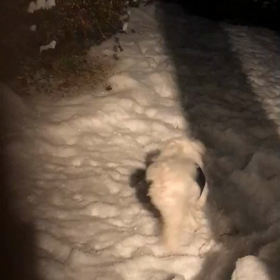 雪の中。の画像