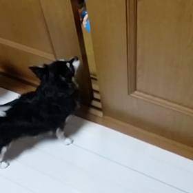 ボール遊び　二弾の画像