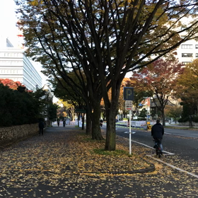 落ち葉の画像