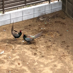 裏庭でケンカ？！の画像