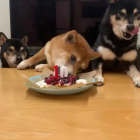 一心不乱な犬、静かに去っていく犬と見守る犬－柴犬ひなあおそらの画像