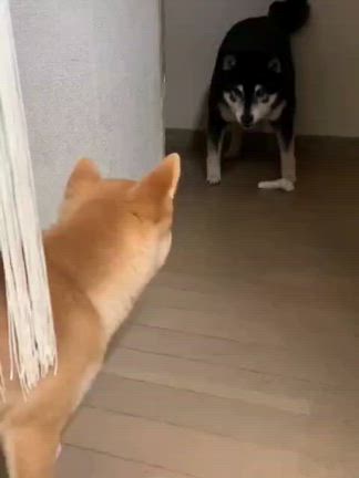 二人の世界（２匹ですけど・・） －柴犬ひなあおそらの記事動画