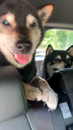 ３匹そろって検診でフィラリア予防 －柴犬ひなあおそらの記事動画