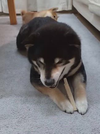 ASMR？三匹の咀嚼音が豪快！ －柴犬ひなあおそらの記事動画