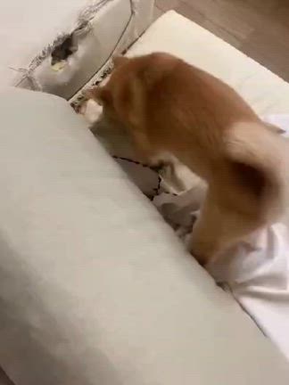破壊王！我にかえる！ －柴犬ひなあおそらの記事動画