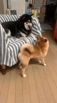 豆柴の相手を真面目にこなす黒柴はラスボスにはなれない －柴犬ひなあおそらの記事動画