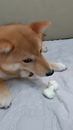 すべてを敵にまわす犬 －柴犬ひなあおそらの記事動画