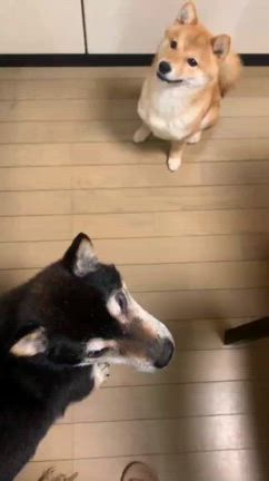 キッチンでジャンプする犬をみて夏を感じた －柴犬ひなあおそらの記事動画
