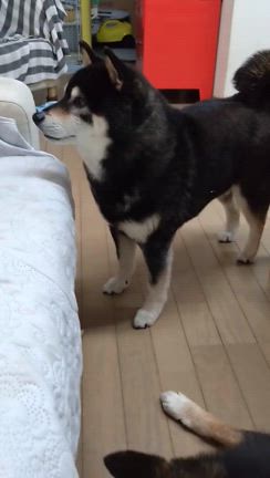 すべてを敵にまわす犬 －柴犬ひなあおそらの記事動画
