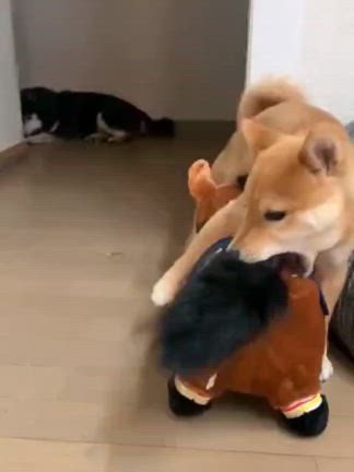 破壊王！三冠馬を倒す！ －柴犬ひなあおそらの記事動画