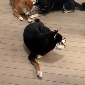 お世話になります、お世話してます－柴犬ひなあおそらの画像