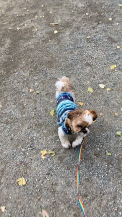 ★”１５年先を考えて”犬猫を飼うことの記事動画