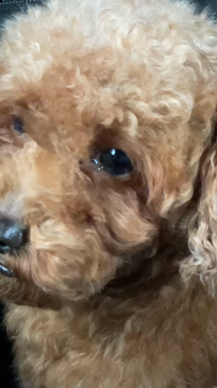 ☆ プードル母犬の涙の記事動画