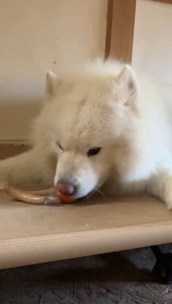 野菜犬の記事動画